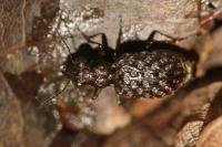 Elaphrus cupreus