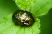 Chrysolina bankii