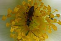 Alosterna tabacicolor