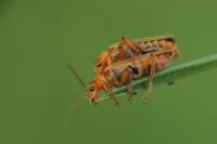 Cantharis pallida