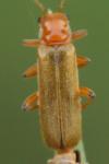 Cantharis pallida
