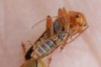 Cantharis pallida