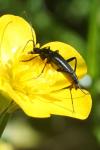 Rutpela nigra