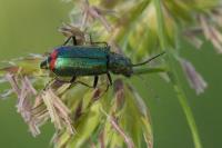 Malachius bipustulatus