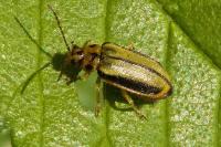 Xanthogaleruca luteola