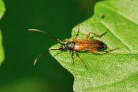 Alosterna tabacicolor