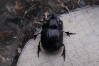 Copris lunaris