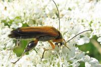 Oedemera podagrariae