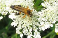 Oedemera podagrariae