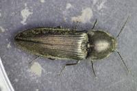 Cidnopus pilosus