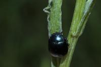 Chrysolina fuliginosa