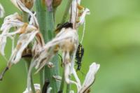 Malachius bipustulatus