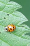 Harmonia axyridis