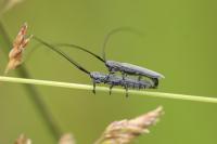 Calamobius filum