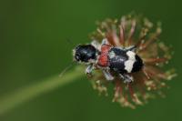 Clerus mutillarius