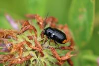 Cryptocephalus biguttatus
