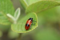 Clytra laeviuscula