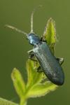 Ischnomera