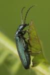 Ischnomera