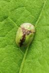 Cassida