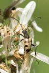 Pachytodes cerambyciformis