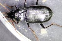Nebria salina
