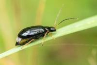Luperus longicornis