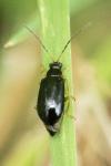 Luperus longicornis