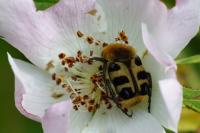 Trichius gallicus