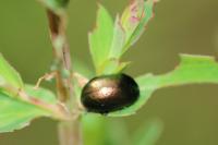 Chrysolina hyperici