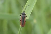 Omalisus fontisbellaquei