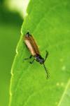 Drilus flavescens