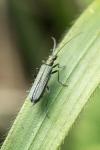 Oedemera