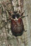 Melolontha melolontha