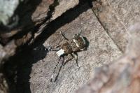 Platystomos albinus