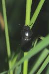 Dorcus parallelipipedus