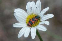 Trichodes alvearius