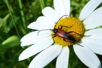 Stenurella bifasciata