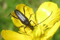 Rutpela nigra