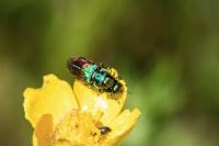 Anthaxia suzannae
