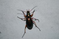 Carabus auratus