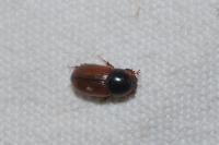 Bodilopsis rufa