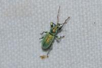 Phyllobius
