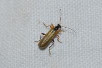 Cantharis decipiens