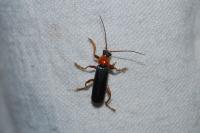 Cantharis pellucida