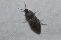 Agrypnus murinus