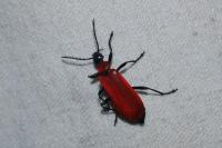 Pyrochroa coccinea