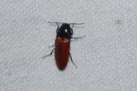 Ampedus