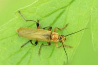 Cantharis livida