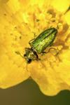 Anthaxia nitidula
